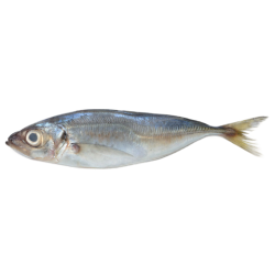 Chinchard
