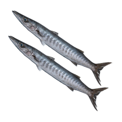 Barracuda