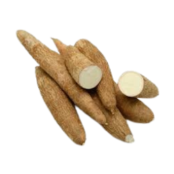 Manioc frais