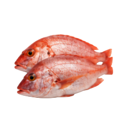 Dorade Rouge