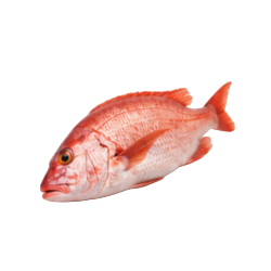Vivaneau